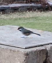 Boreal Chickadee - ML645734729
