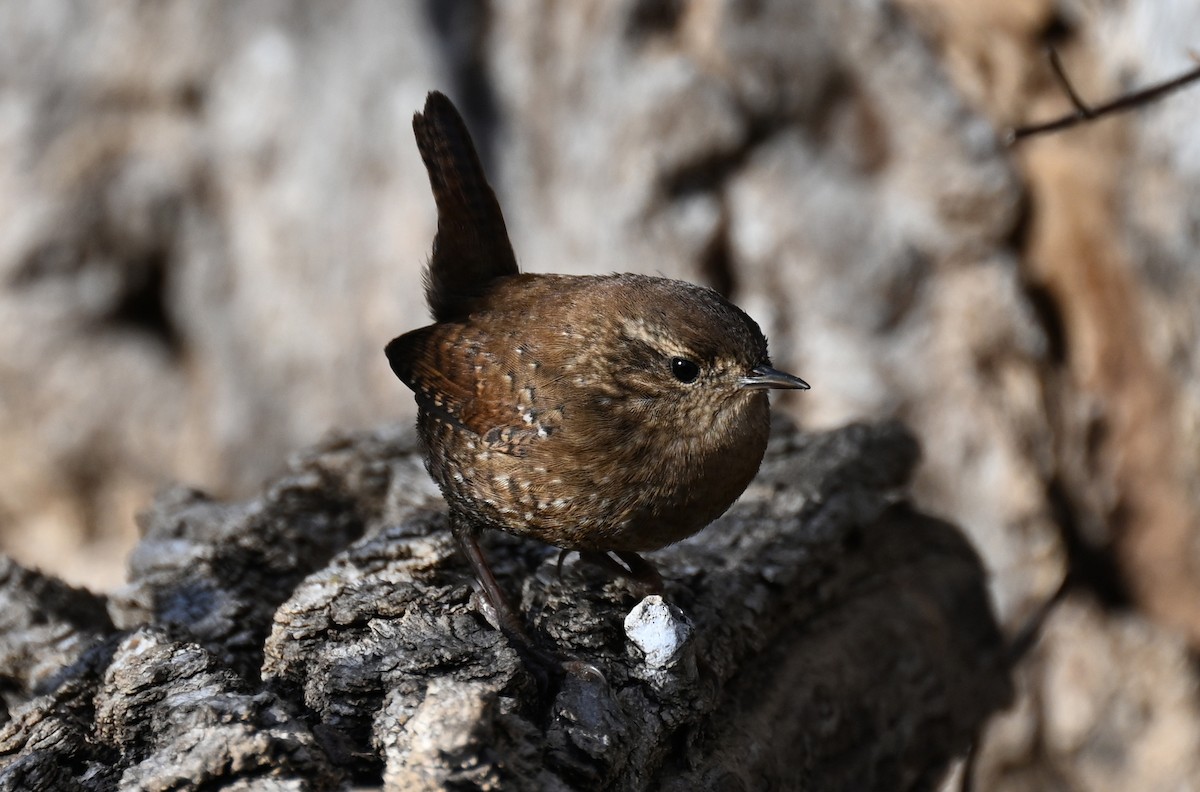 Winter Wren - ML645734745
