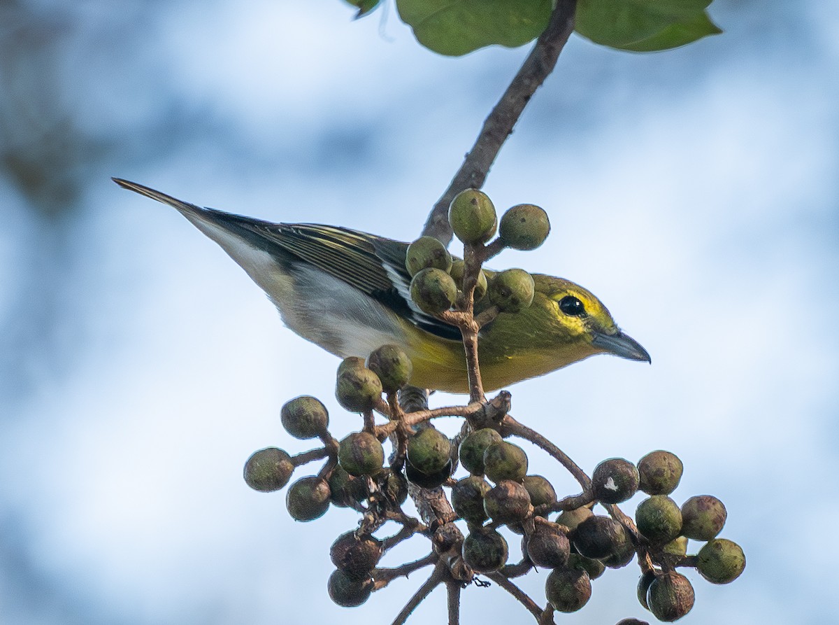 Yellow-throated Vireo - ML645734750