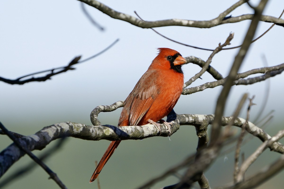 Northern Cardinal - ML645734751