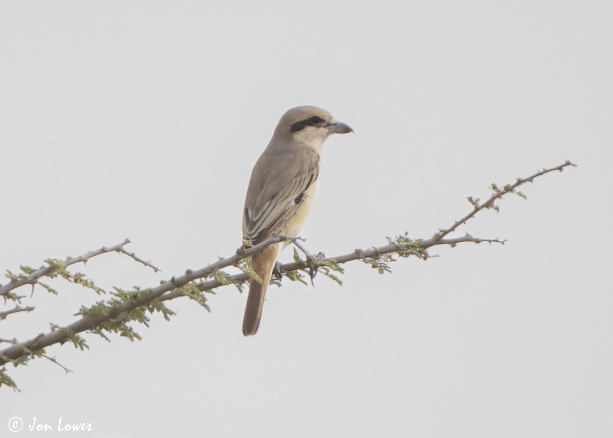 Isabellwürger (isabellinus) - ML645734755