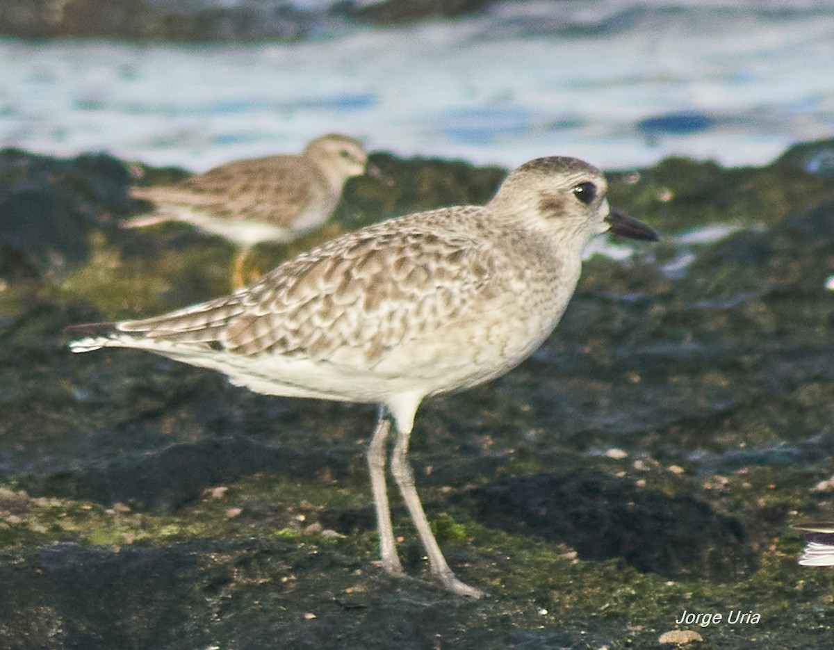 Black-bellied Plover - ML645734759