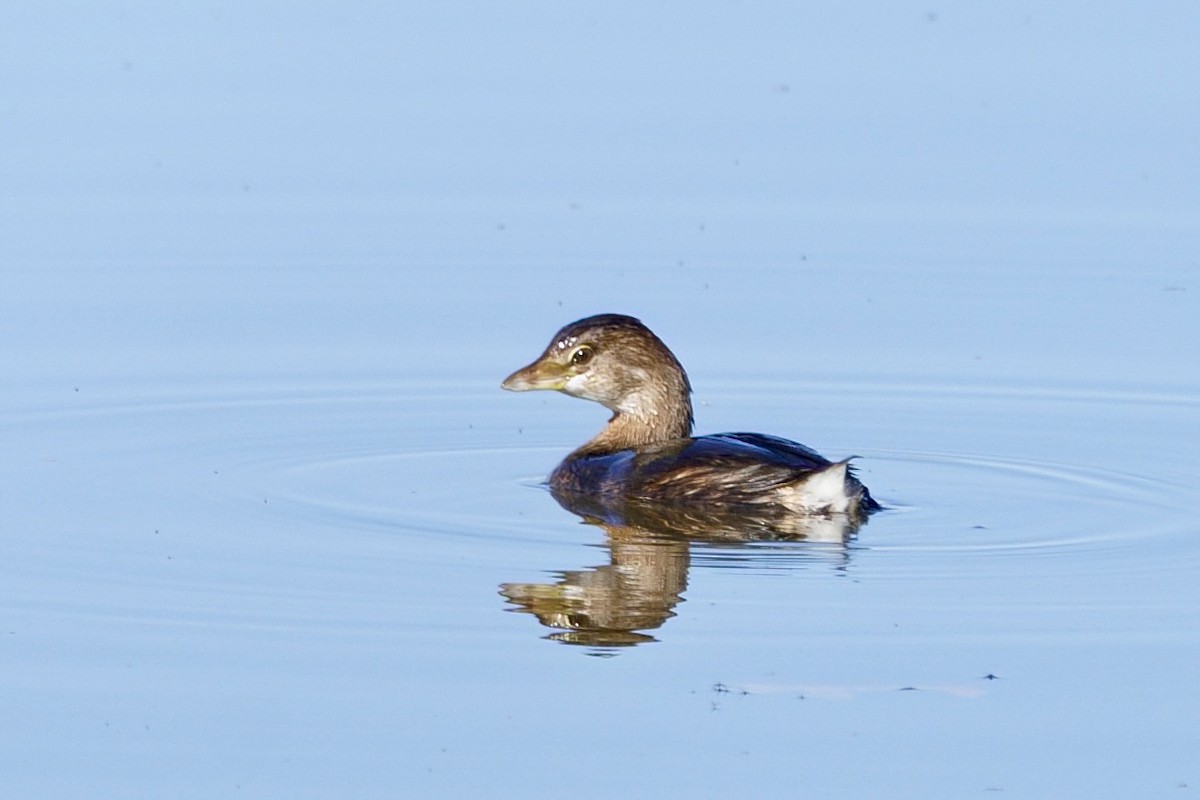 Pied-billed Grebe - ML645734760