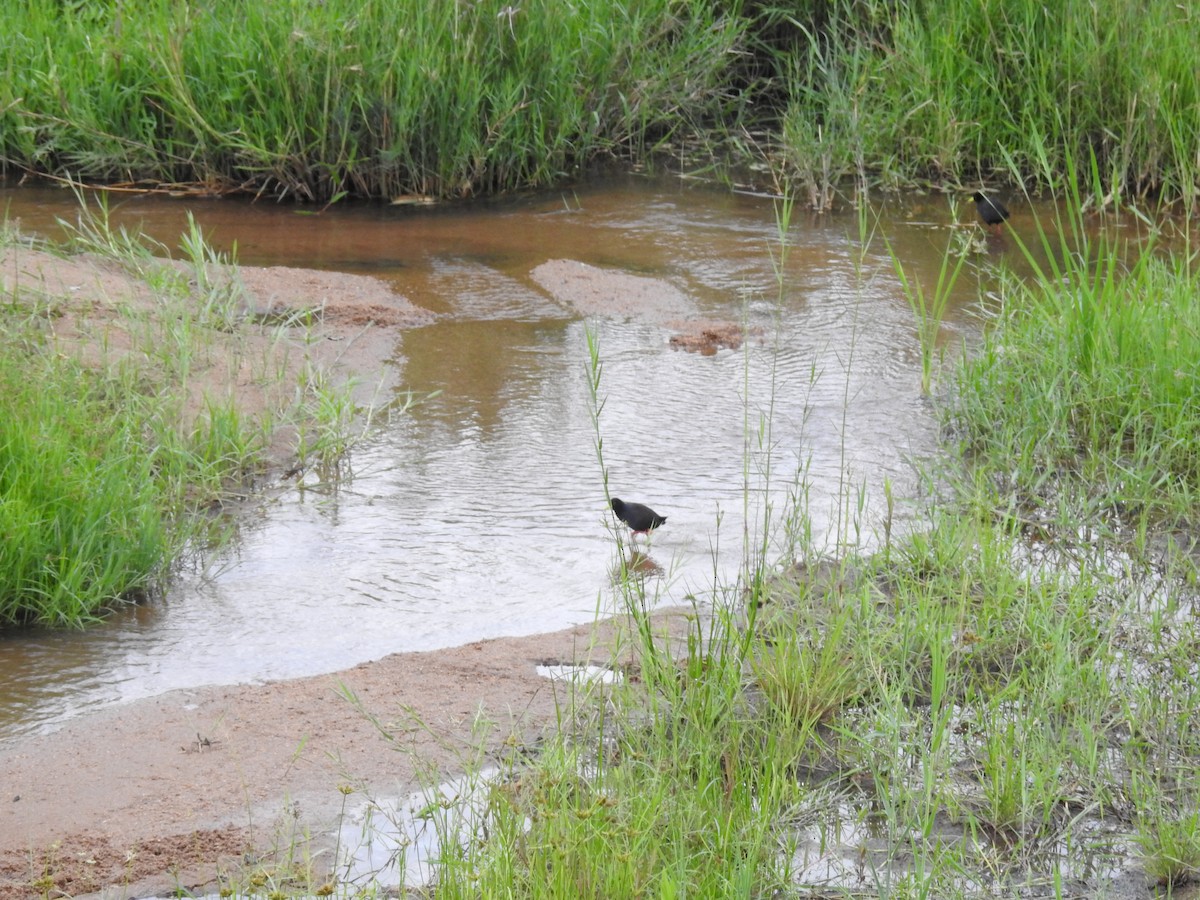 Black Crake - ML645734763