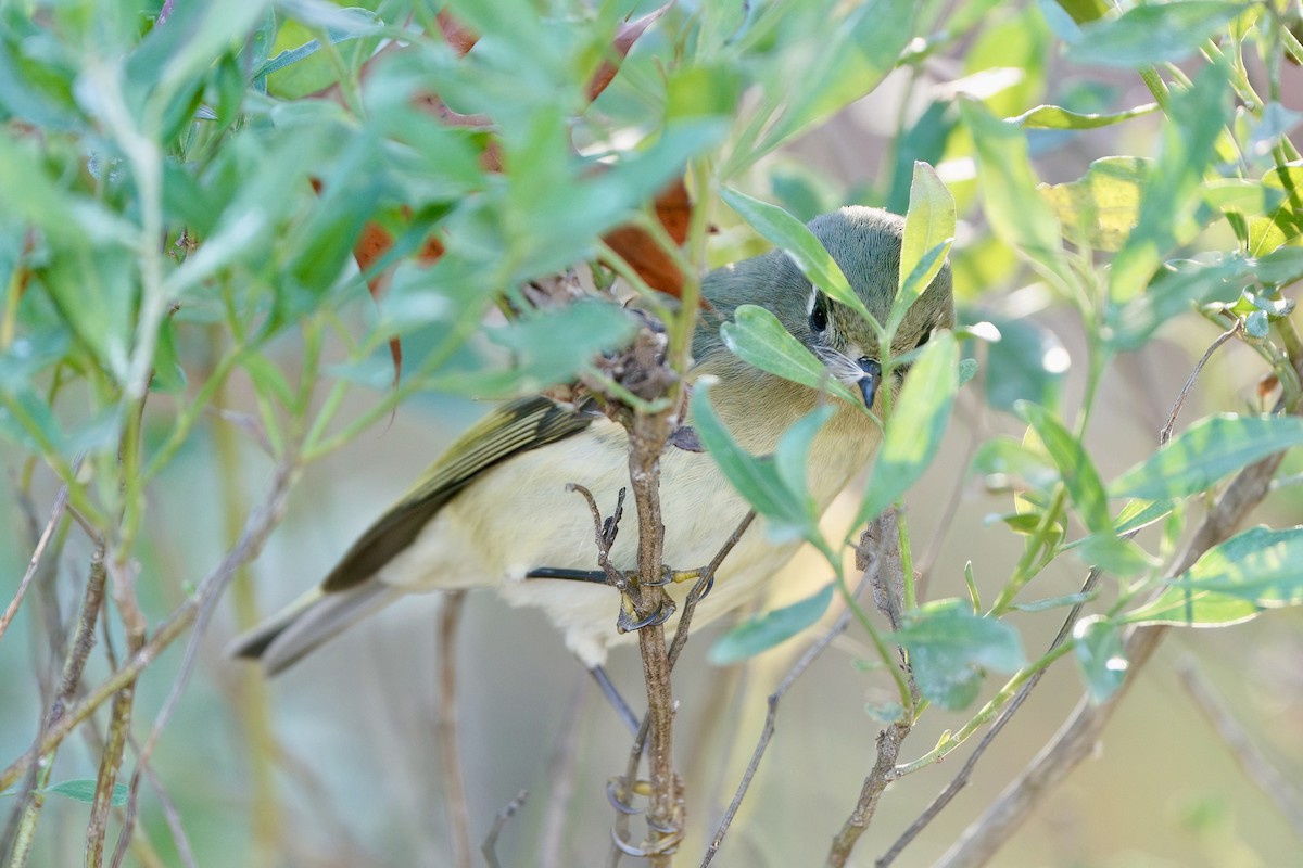 Ruby-crowned Kinglet - ML645734767