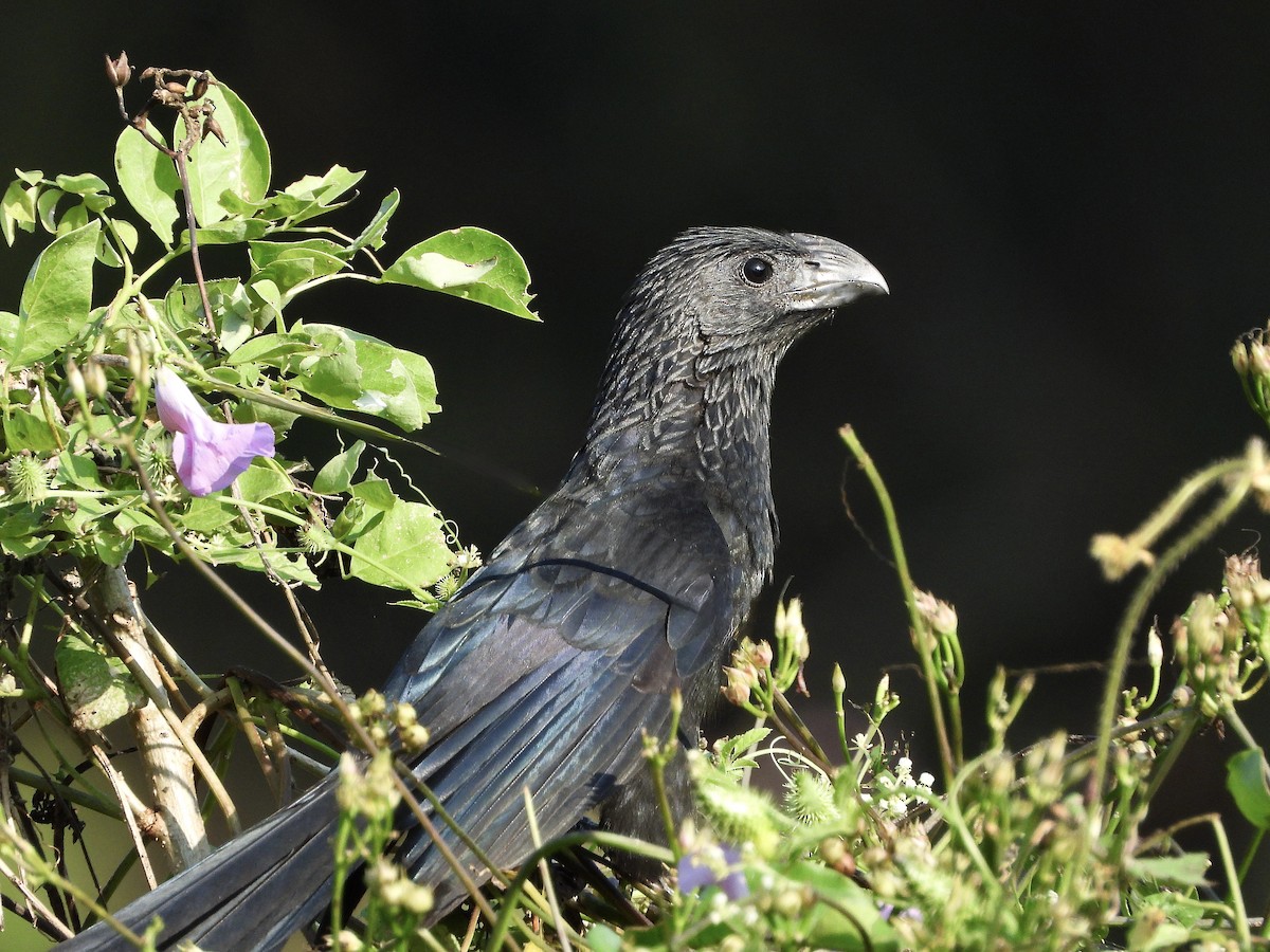 Groove-billed Ani - ML645734769