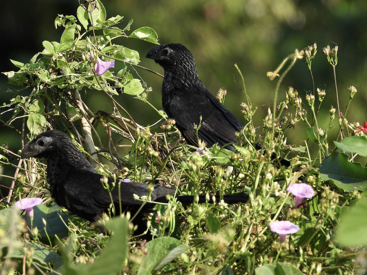 Groove-billed Ani - ML645734779