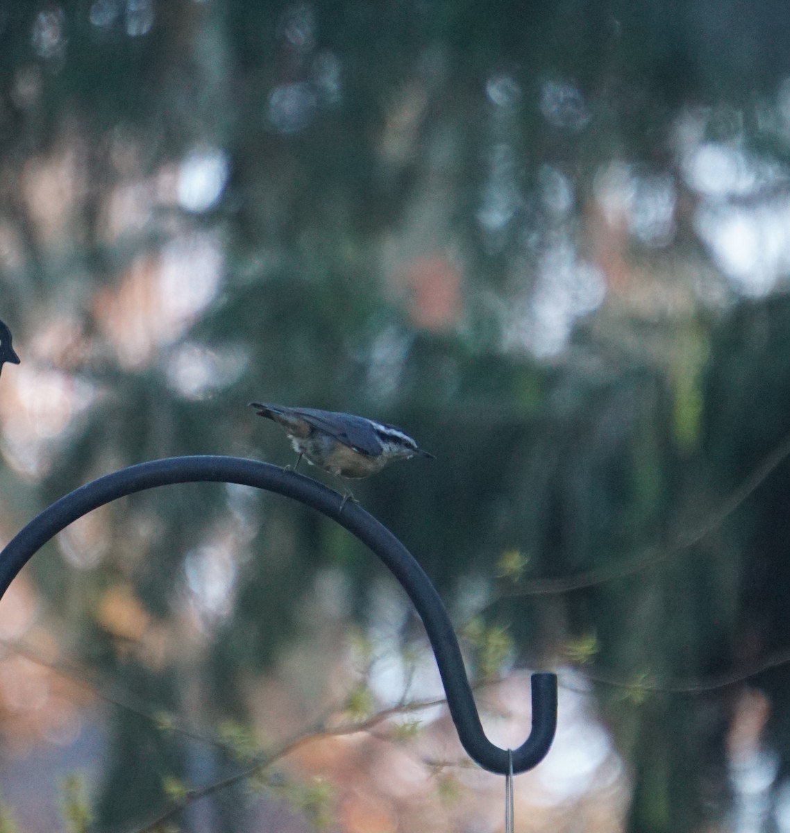 Red-breasted Nuthatch - ML645734785