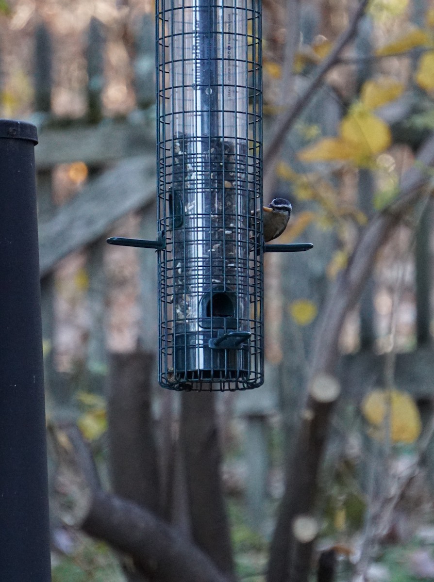 Red-breasted Nuthatch - ML645734792