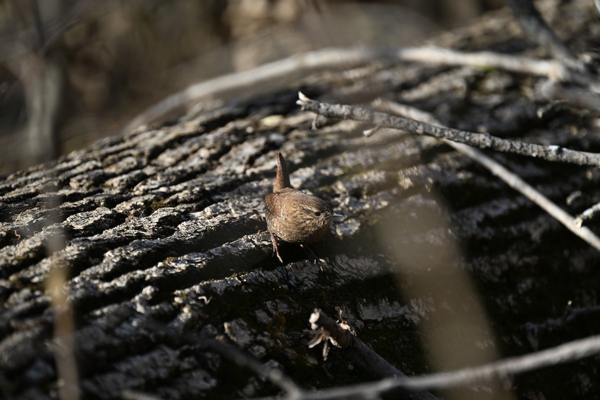 Winter Wren - ML645734795