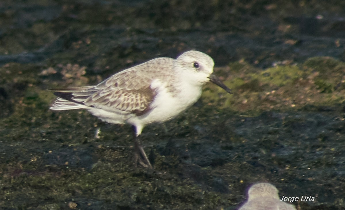 Песчанка - ML645734801