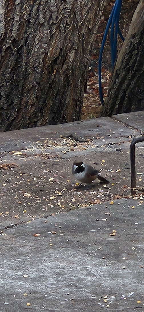 Boreal Chickadee - ML645734813