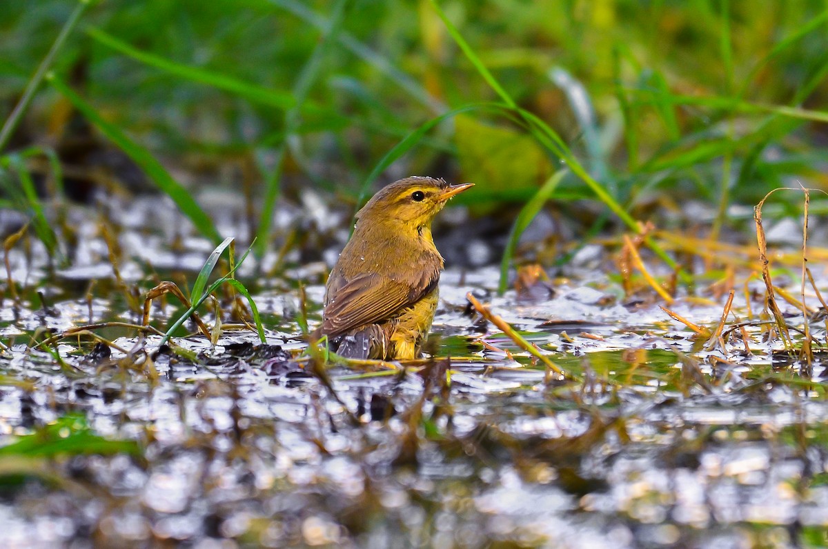 Willow Warbler - ML645734817