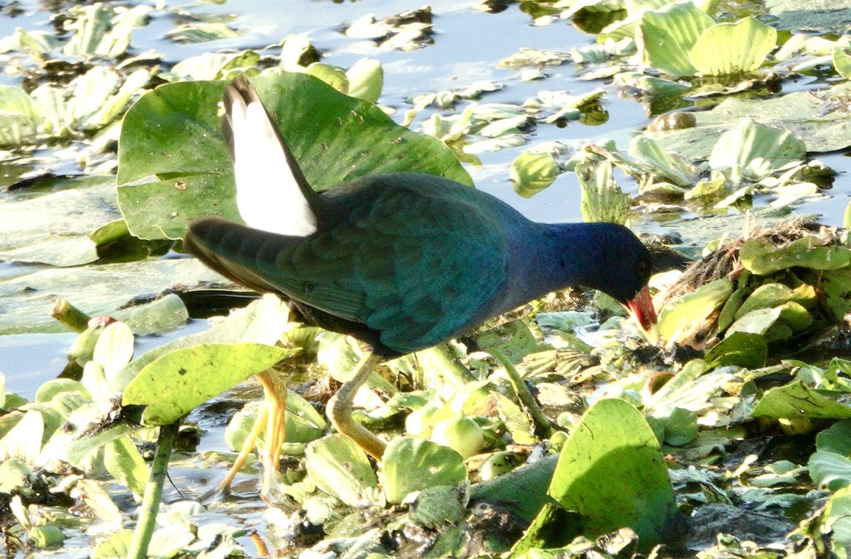 Purple Gallinule - ML645734818