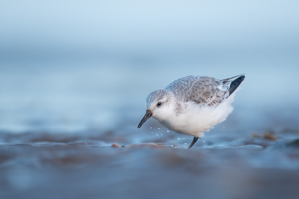 Песчанка - ML645734829