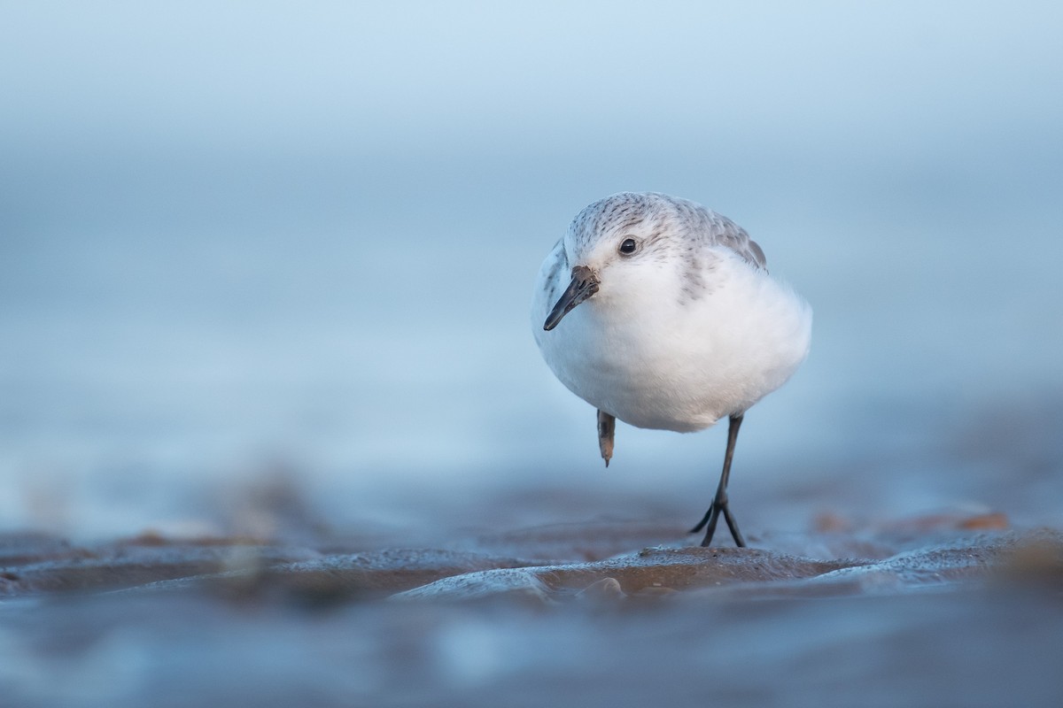 Песчанка - ML645734830