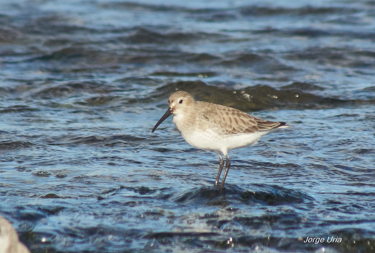 Dunlin - ML645734831