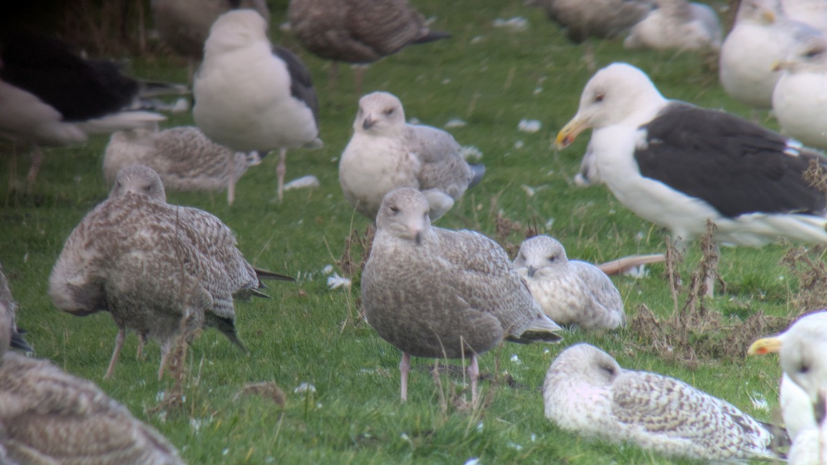Glaucous Gull - ML645734838