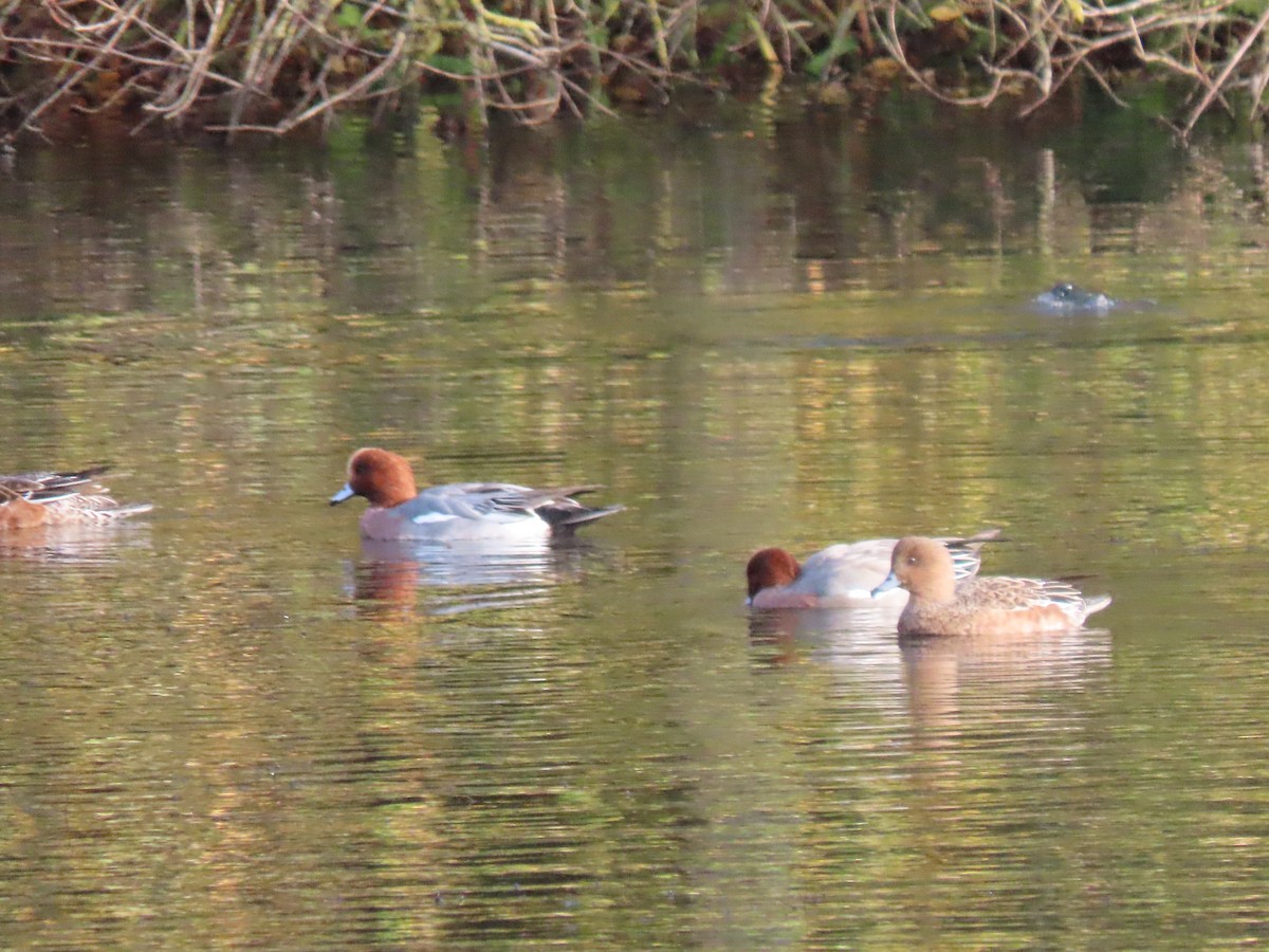 Eurasian Wigeon - ML645734844