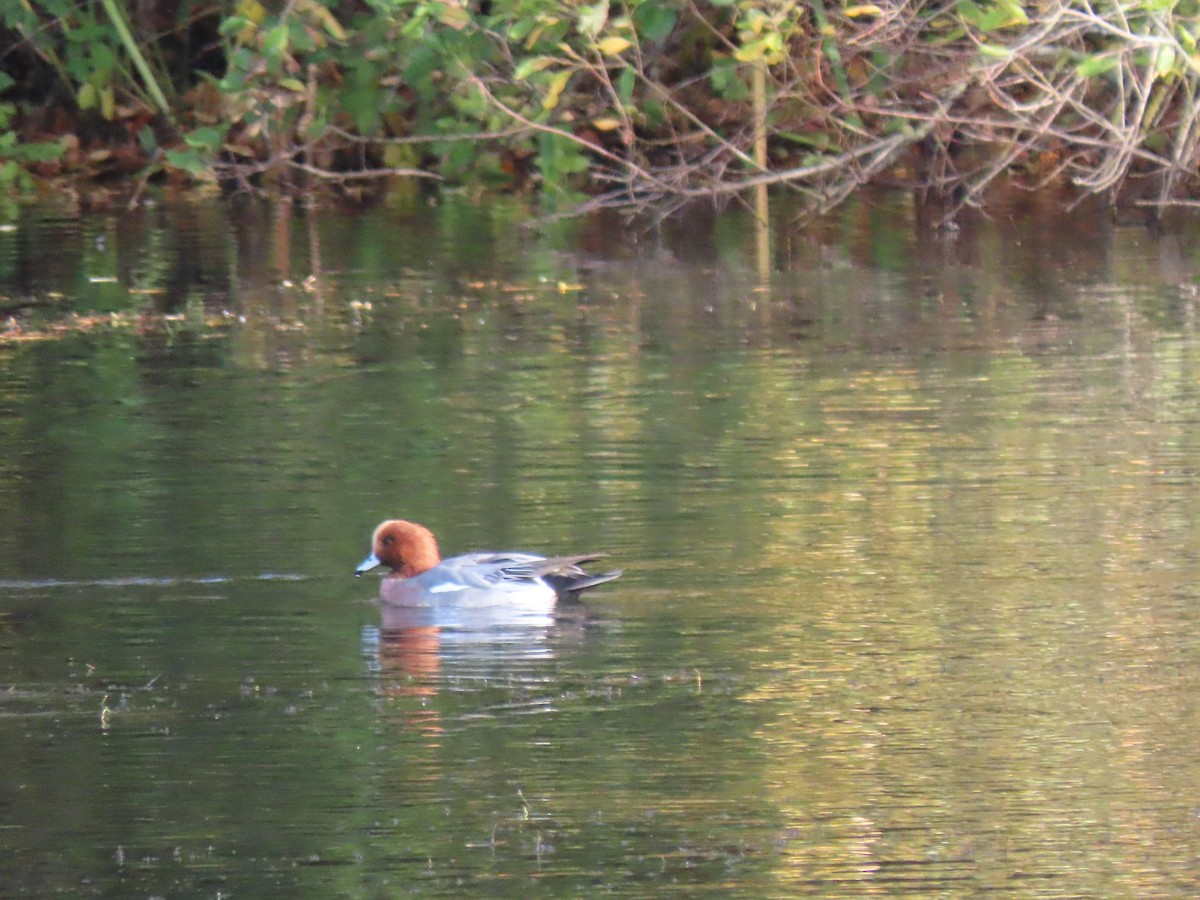 Eurasian Wigeon - ML645734845