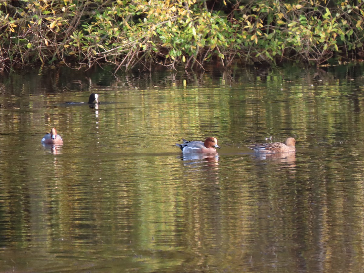 Eurasian Wigeon - ML645734846