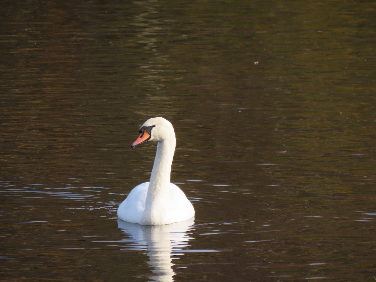 Mute Swan - ML645734848