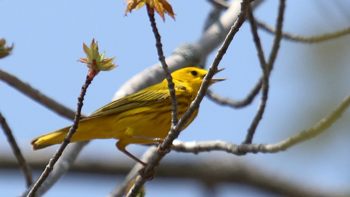Northern Yellow Warbler - ML645734849