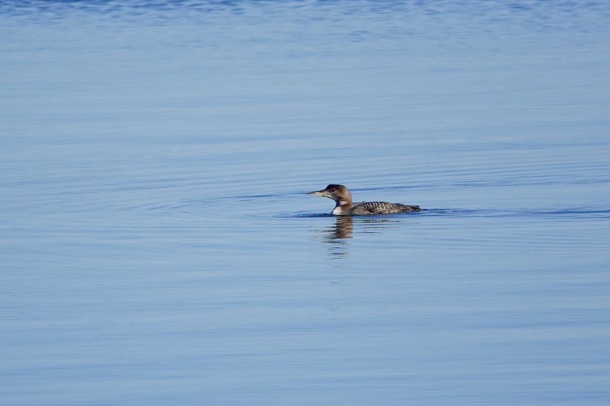 Common Loon - ML645734850