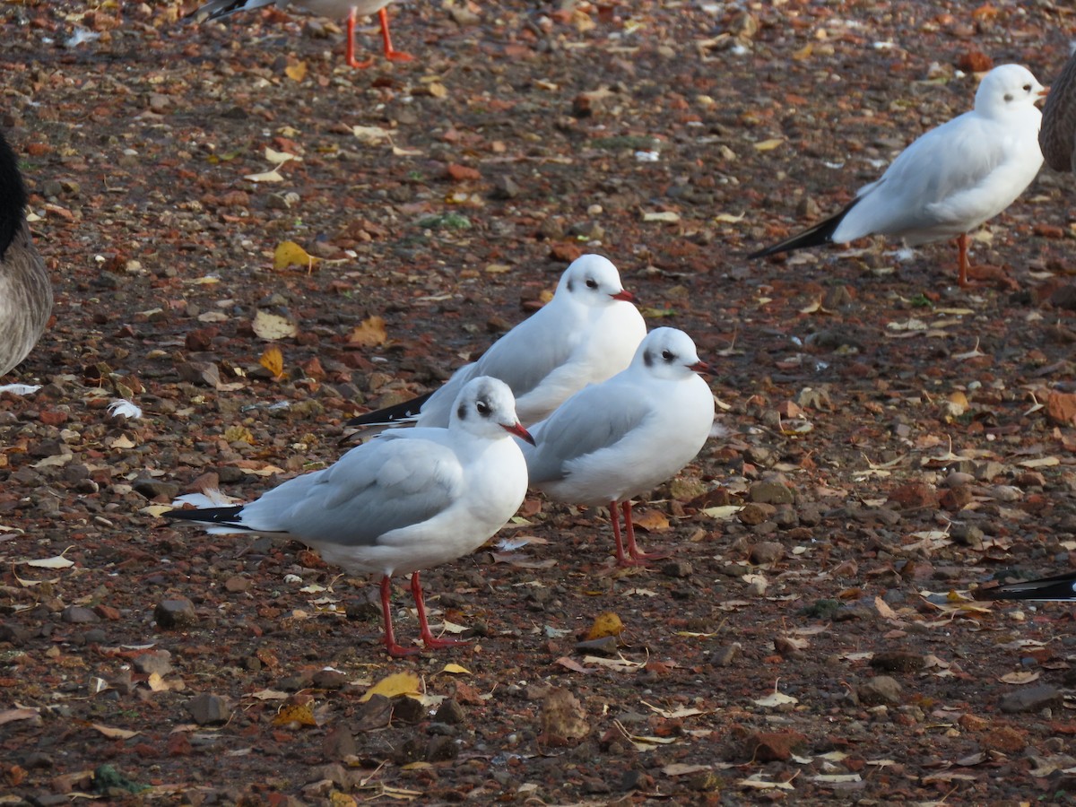 Black-headed Gull - ML645734851