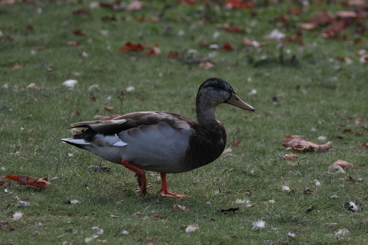 Mallard - ML645734853