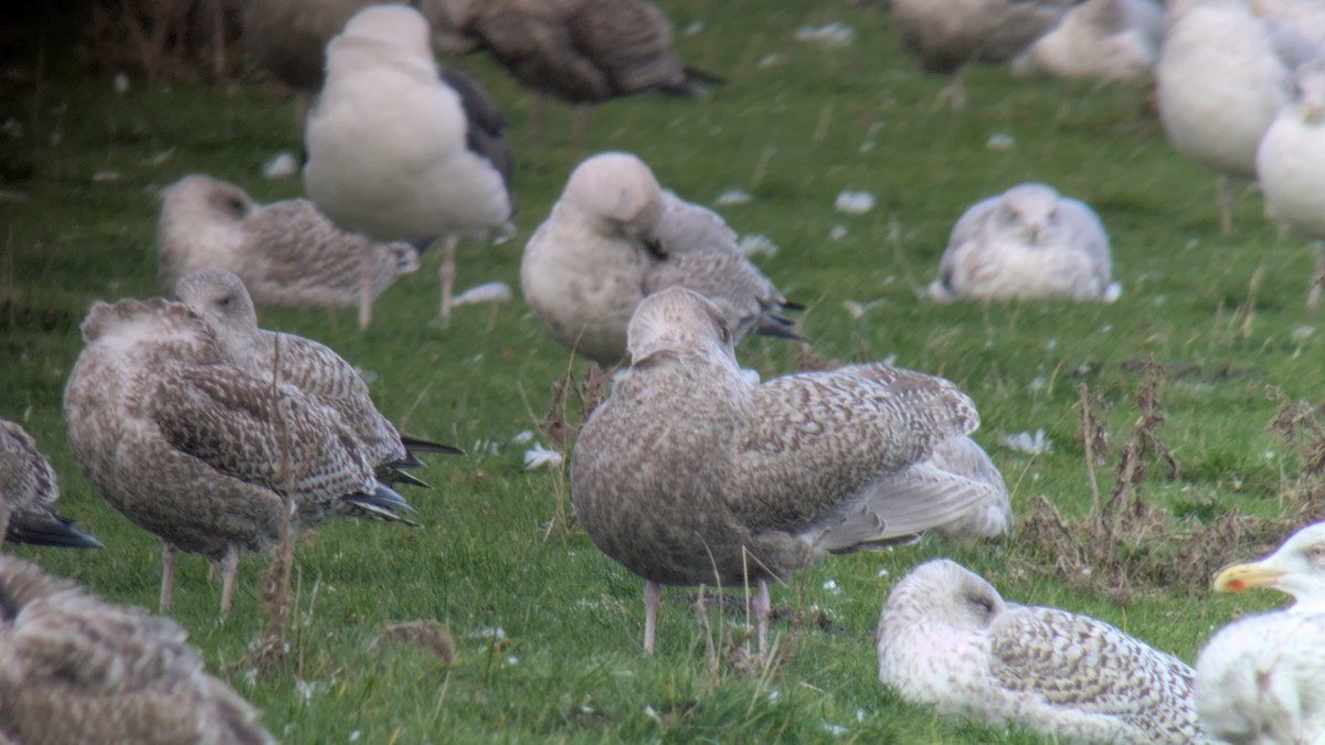 Glaucous Gull - ML645734854