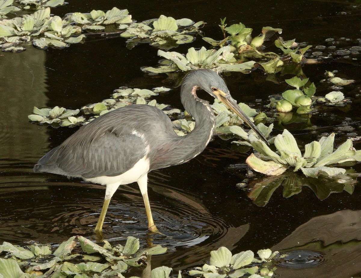 Tricolored Heron - ML645734856
