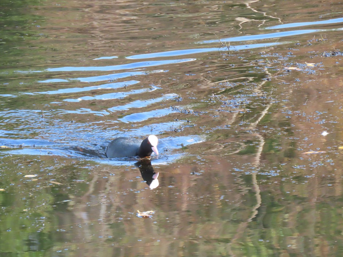 Eurasian Coot - ML645734857