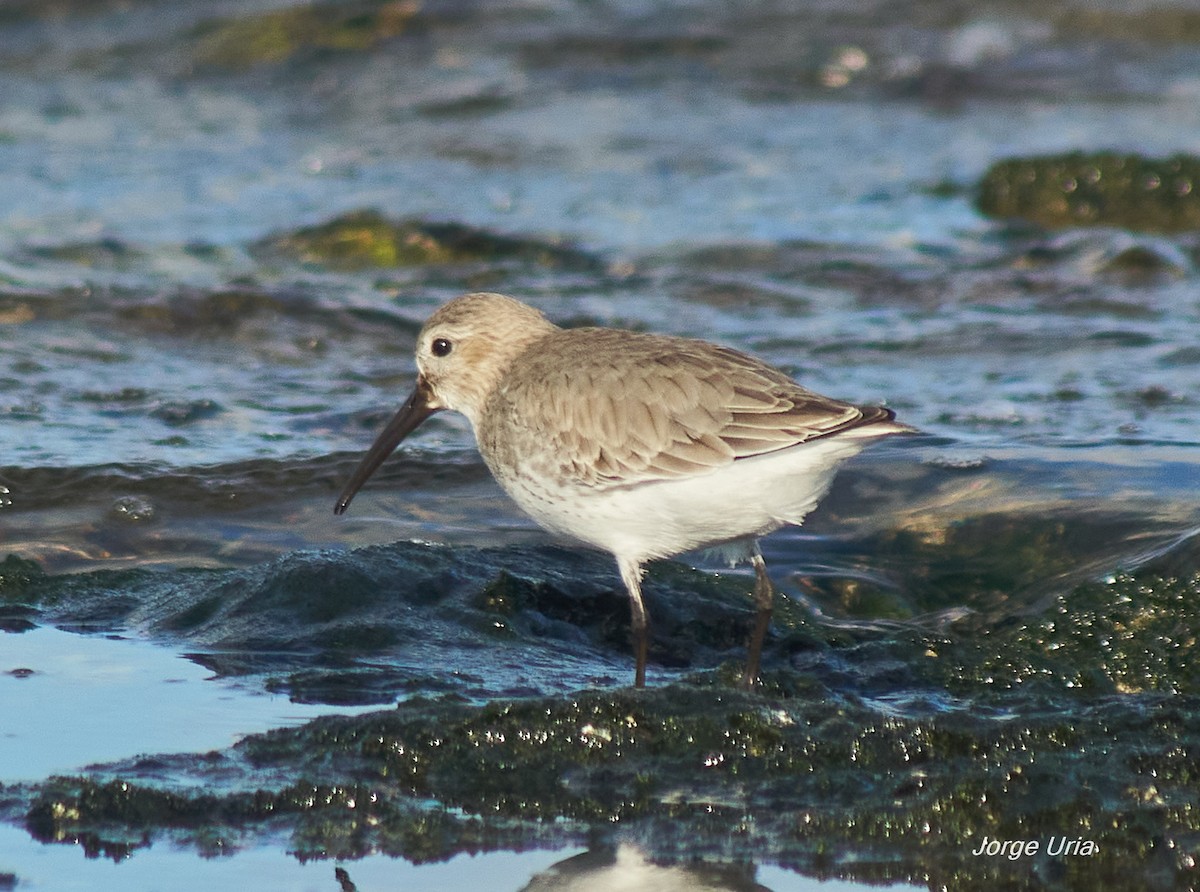 Dunlin - ML645734858