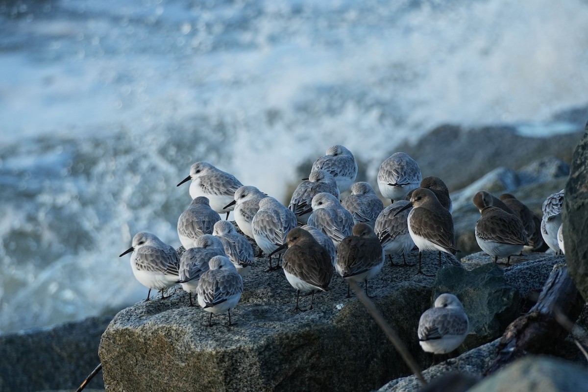 Sanderling - ML645734866