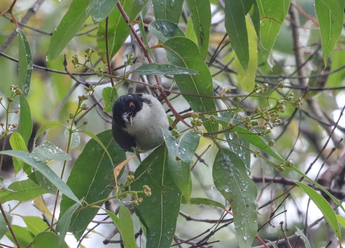 White-naped Honeyeater - ML645734867