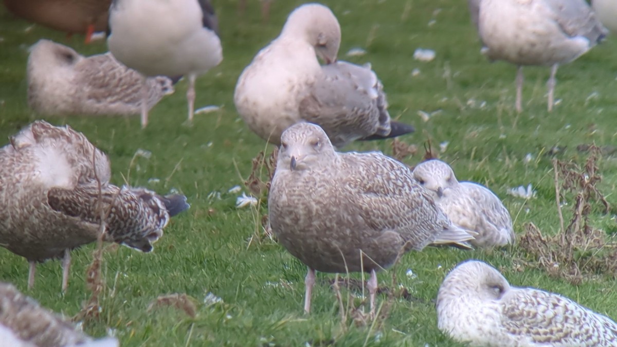 Glaucous Gull - ML645734868