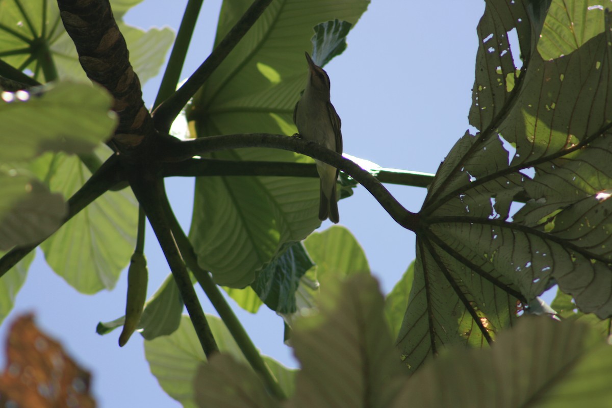 Adelaide's Warbler - ML645734869