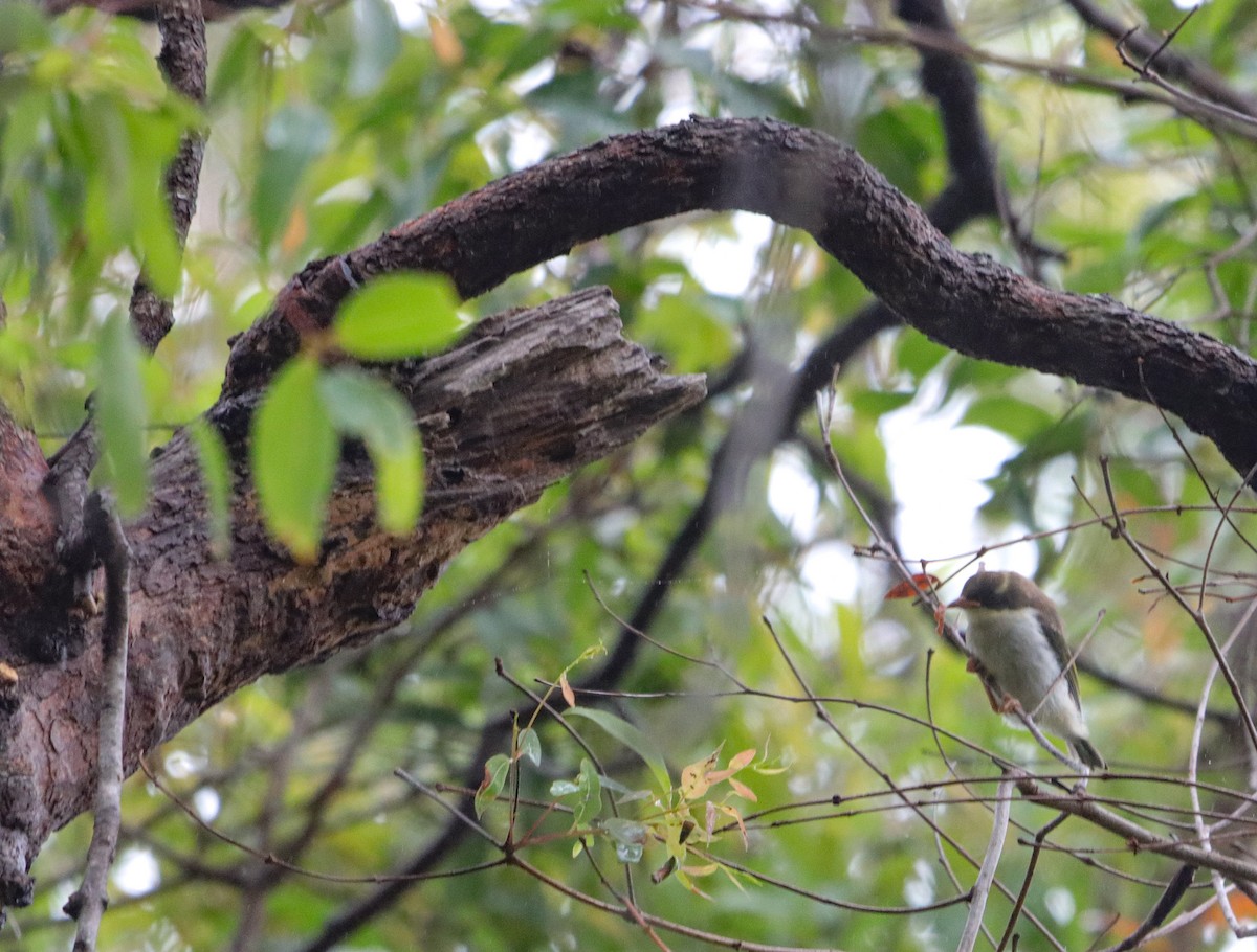 White-naped Honeyeater - ML645734870