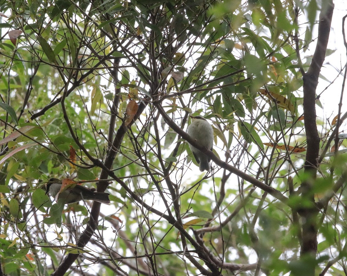 White-naped Honeyeater - ML645734871