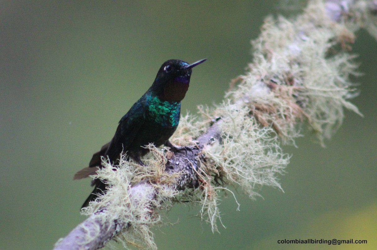 Tourmaline Sunangel - ML645734874