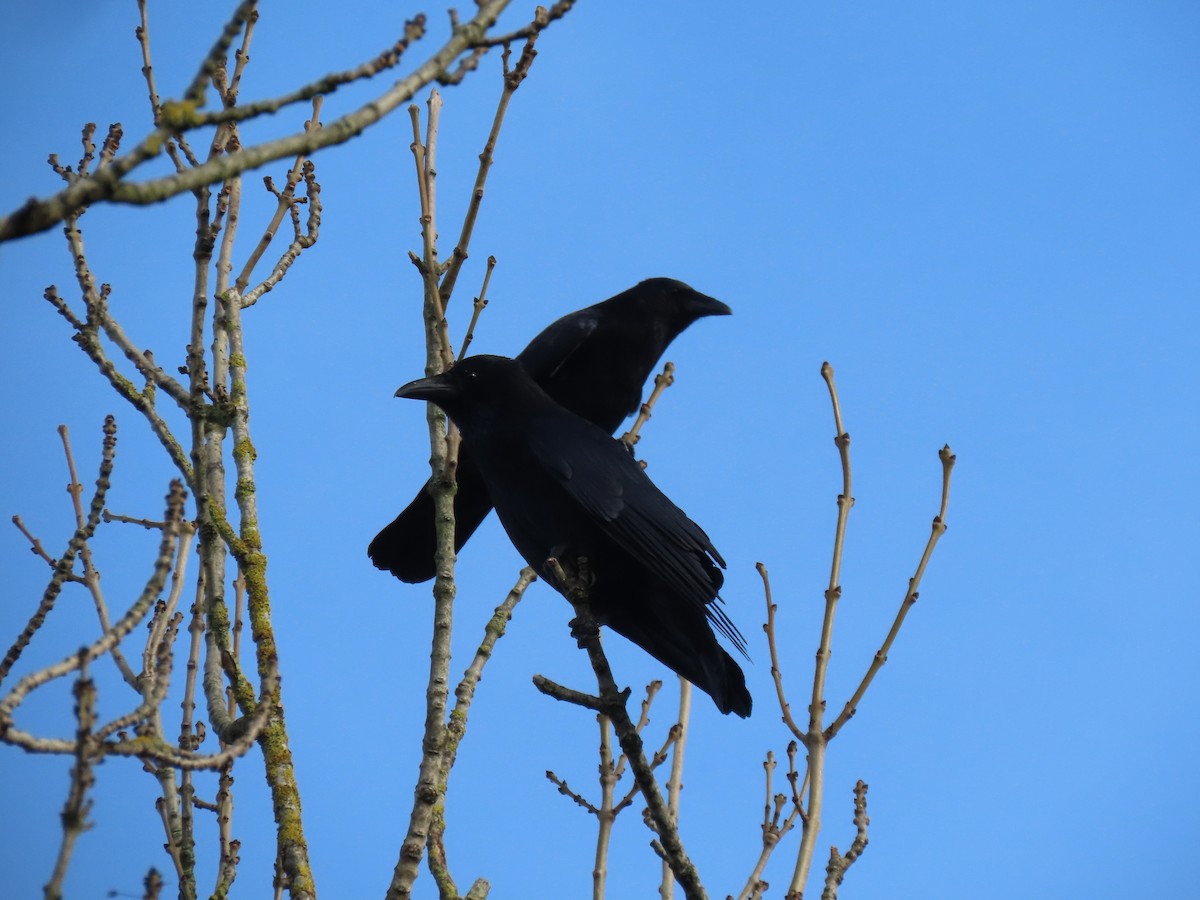 Carrion Crow - ML645734875