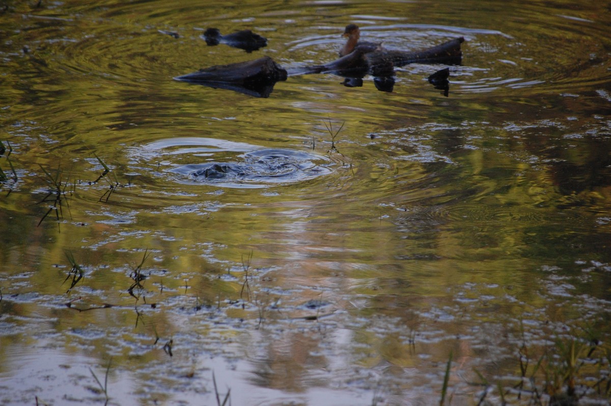 Northern Pintail - ML645734876