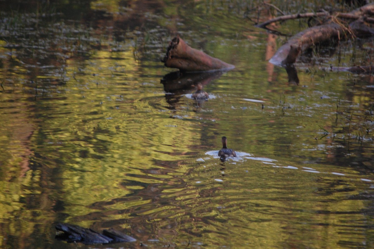 Northern Pintail - ML645734877