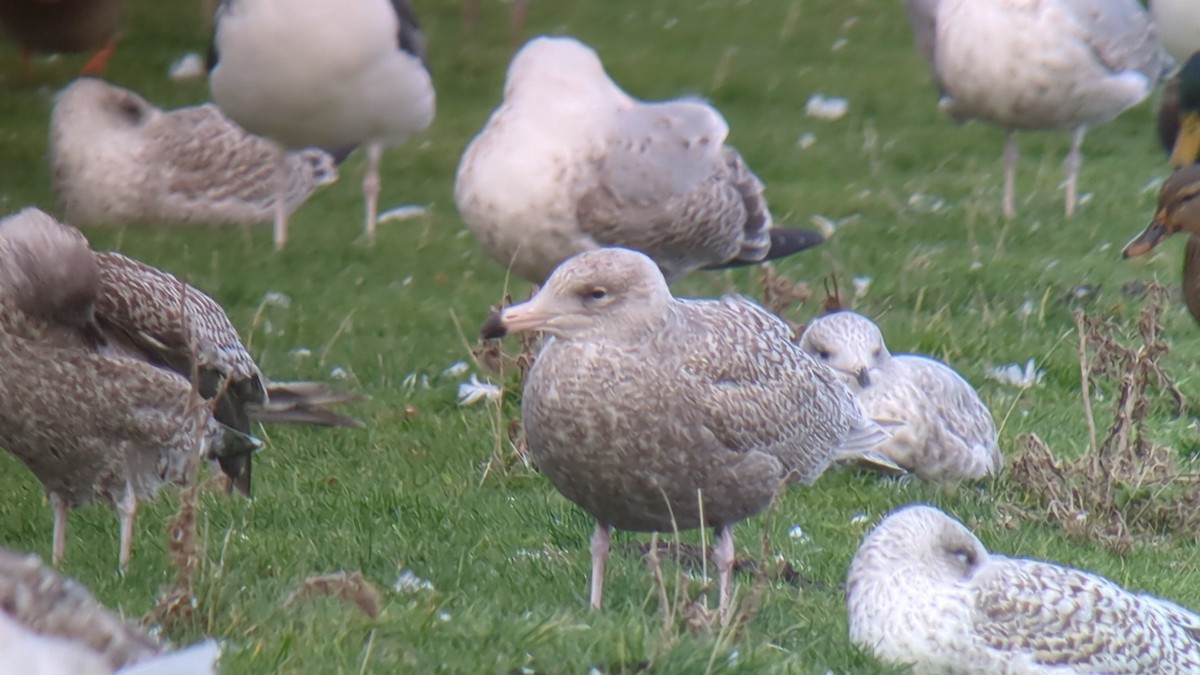 Glaucous Gull - ML645734878