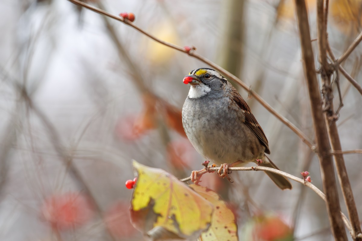 White-throated Sparrow - ML645734879