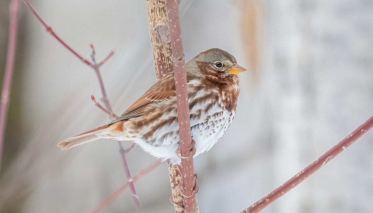 Fox Sparrow - ML645734882