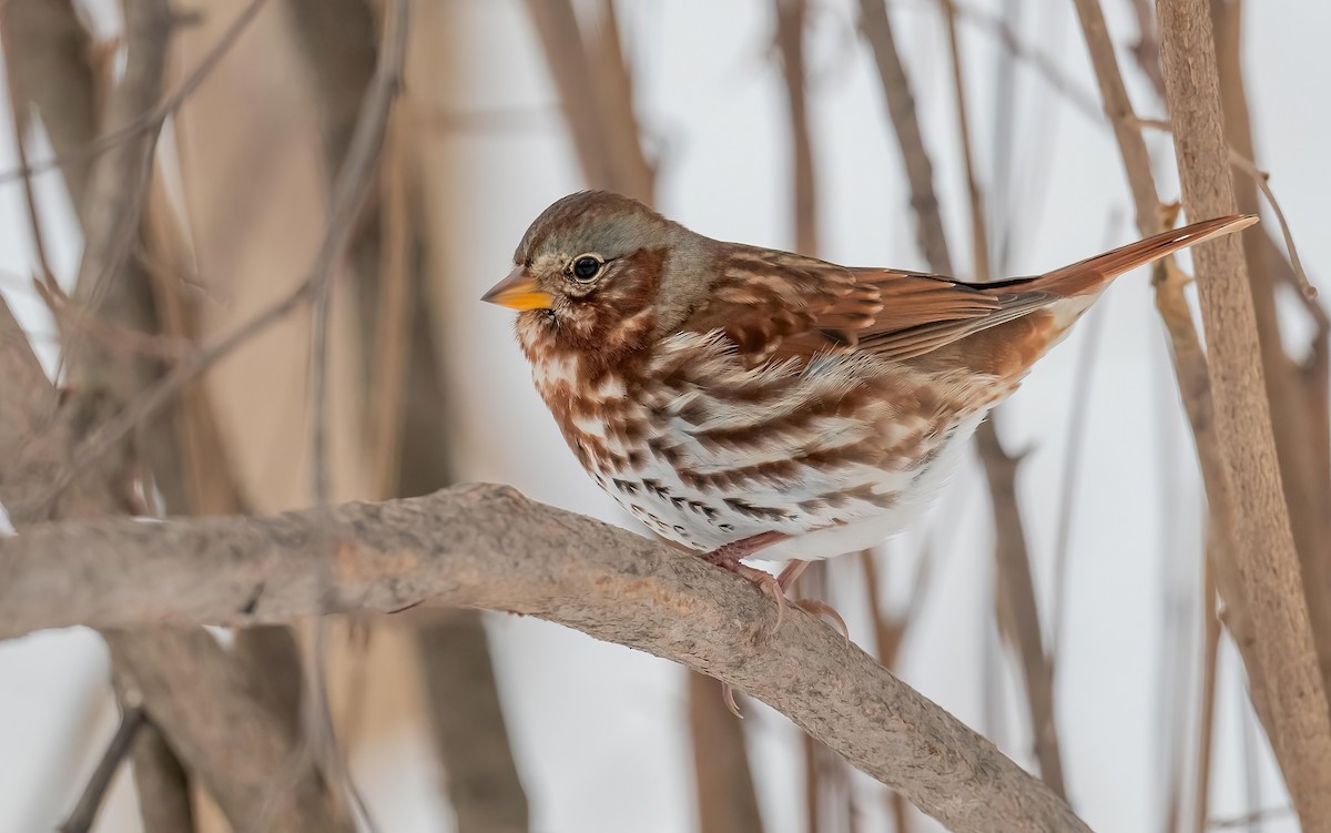 Fox Sparrow - ML645734883