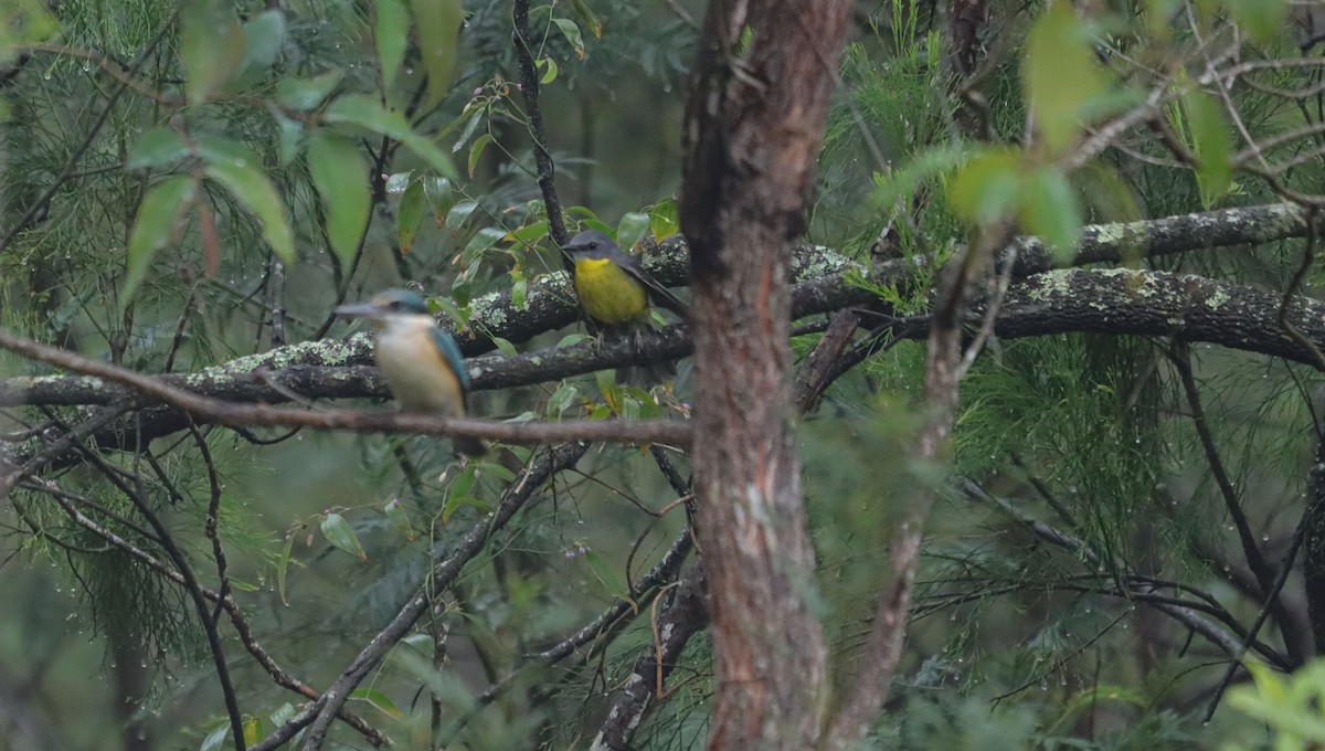 Doğulu Sarı Bülbül - ML645734885