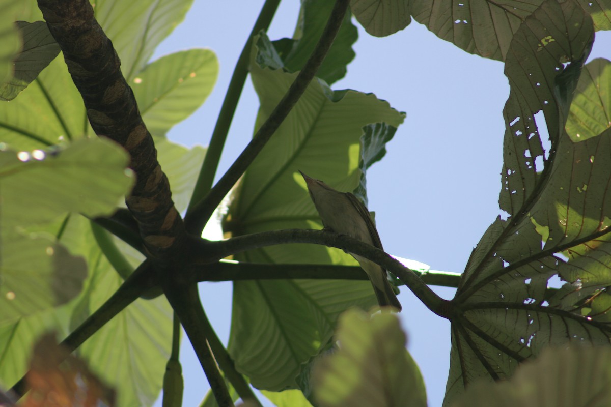 Black-whiskered Vireo - ML645734898